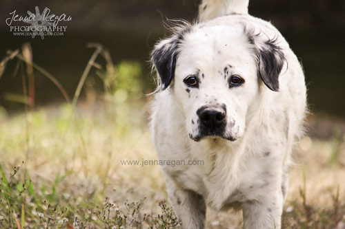 Pet and Family Photography Holiday Sessions: Sherman, Texas