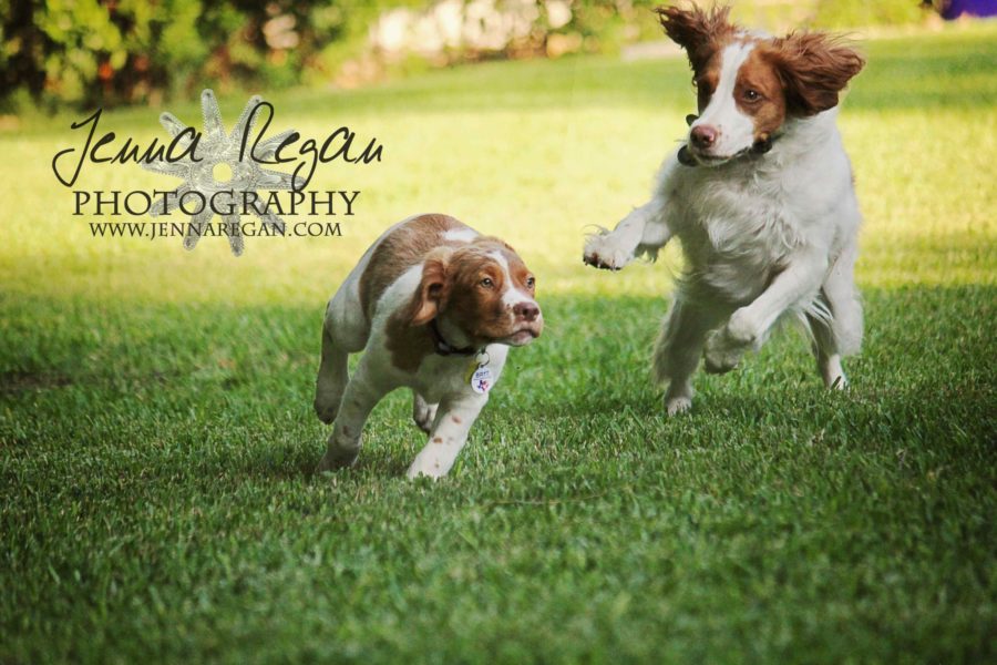 DFW Brittany Spaniel Event Pet Photography