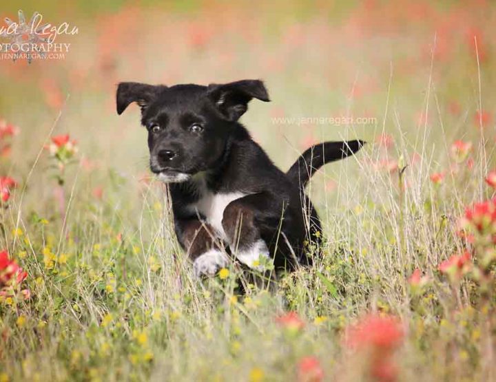 Texoma Pet Photography for the Texoma SPCA
