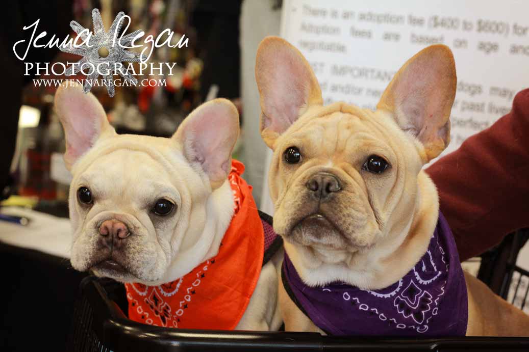 french bull dog puppy photographer