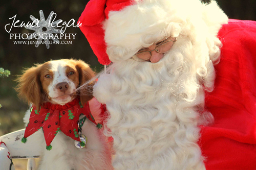 Christmas is for the Dogs!  | DFW Christmas Dog Photos