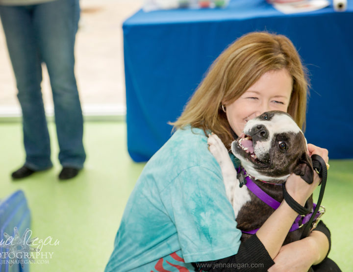 American Boston Terrier Rescue | Dog Event |  Addison, TX