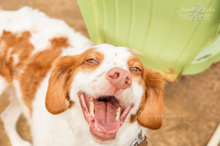 Brittany Rescue in Texas Event | Dog Photography | Plano, TX