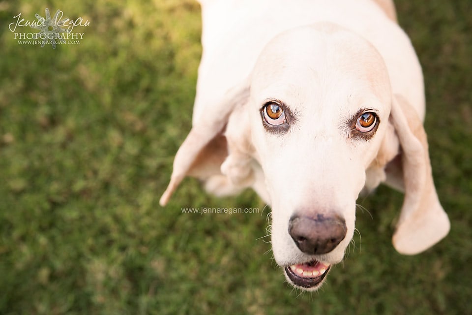 basset hound looking up at pet photographer with camera