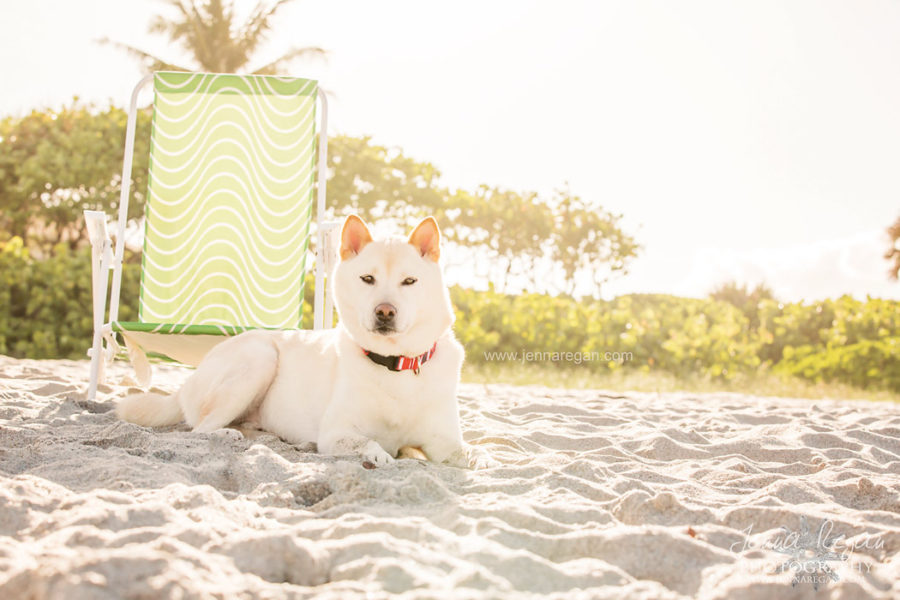 Koda the Shiba Inu | Dog Beach Photo Session | South Florida