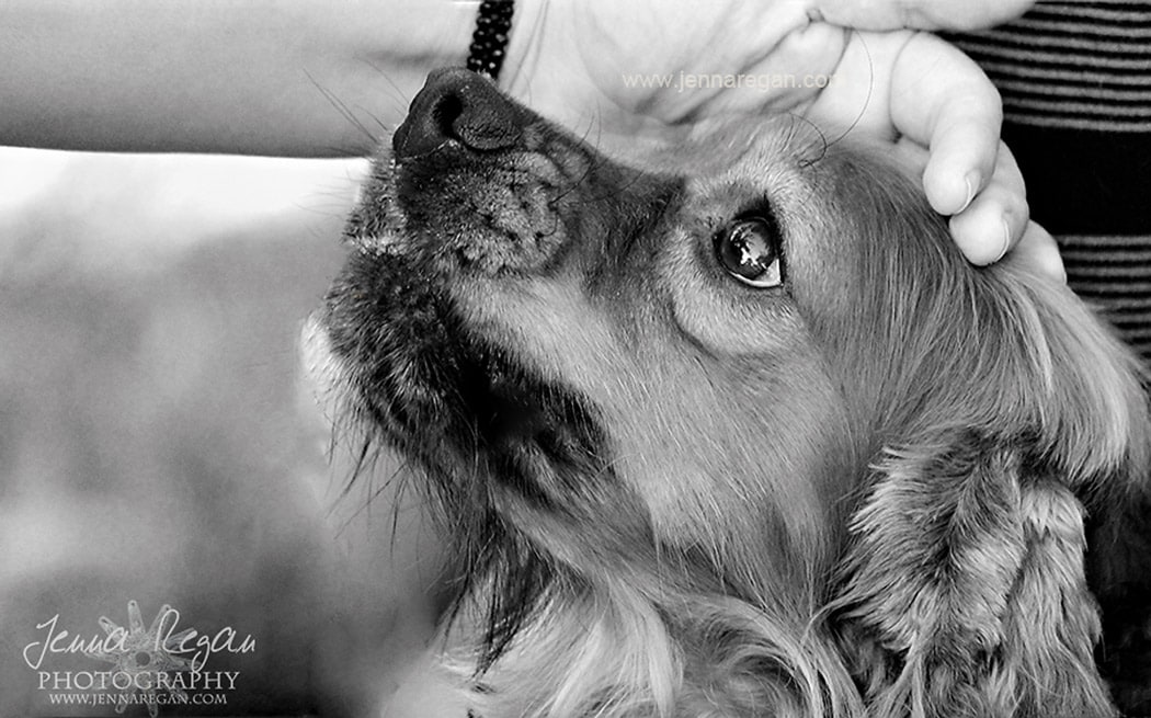 black and white portraits dallas pet photography