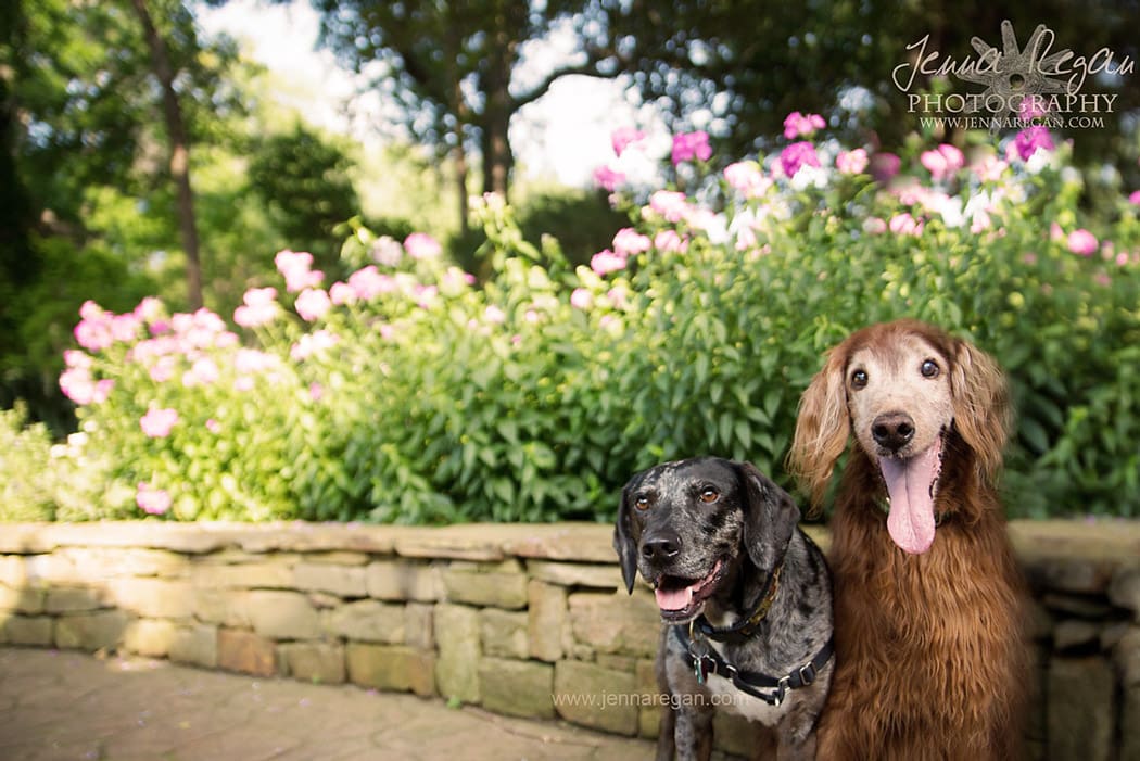 dallas pet photography dogs