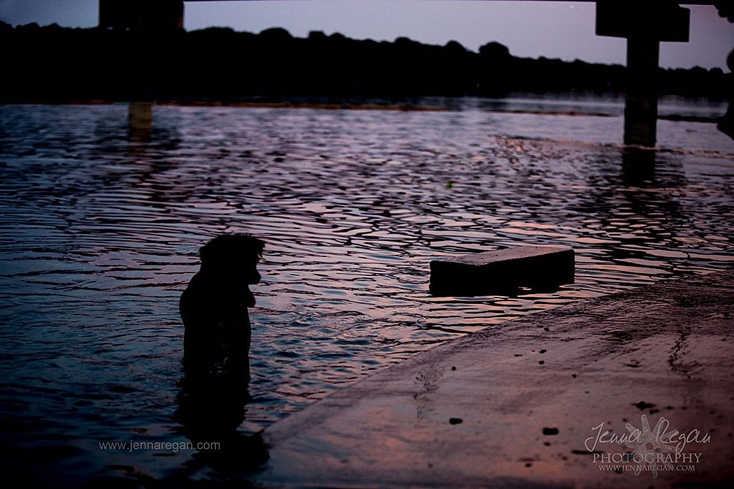 dog at sunset photo shoot at white rock lake dallas texas