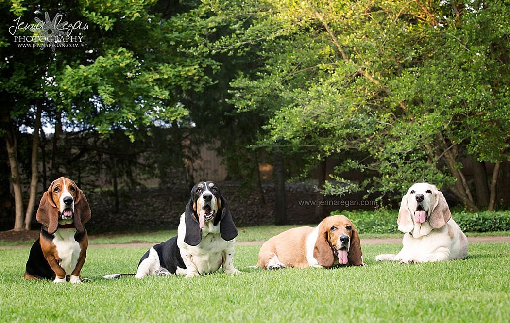 group of four basset hounds photographed by dallas pet photographer jenna regan