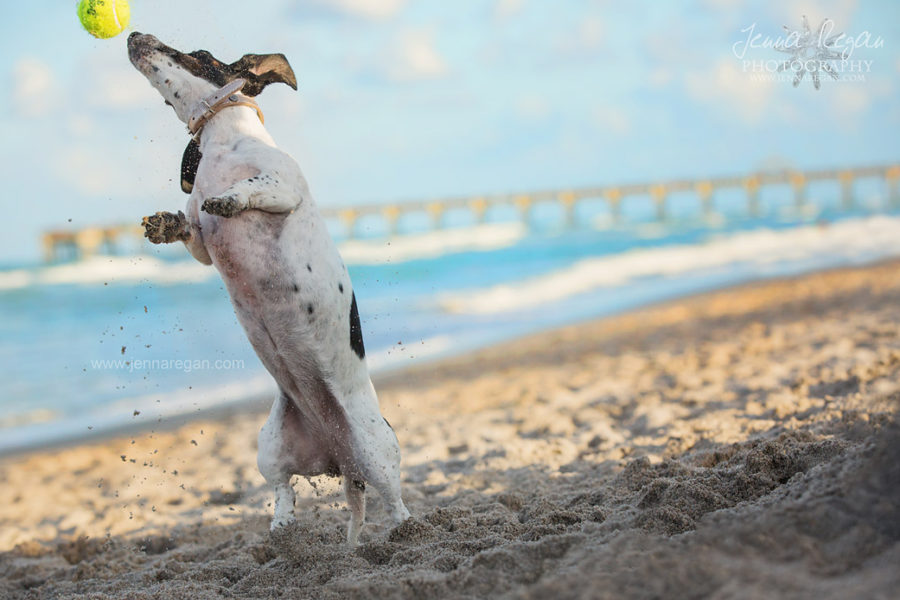 South Florida Dog Photographer | Destination Pet Photography