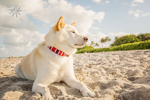 South Florida Dog Photography Session | Jupiter, Florida