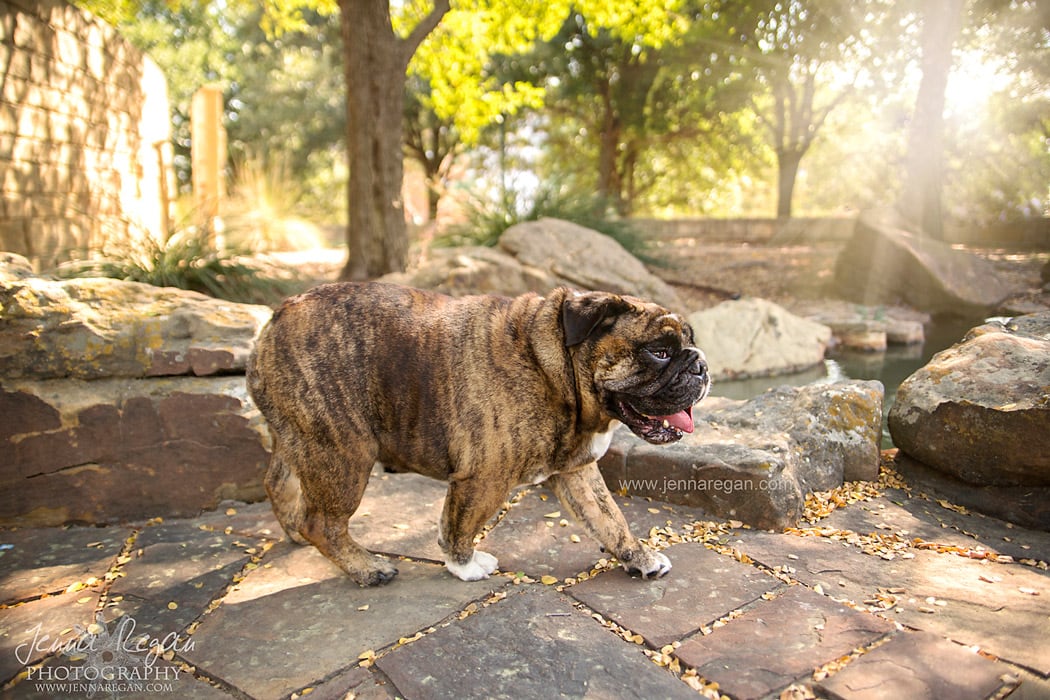 who is the best pet photographer in dallas