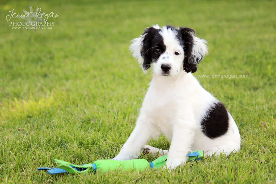 Puppy's First Year Photo Sessions | DFW Puppy Photography