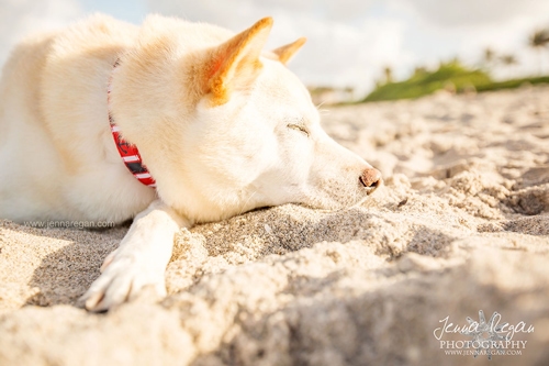 Koda the Shiba Inu | Dog Beach Photos | Jupiter, Florida