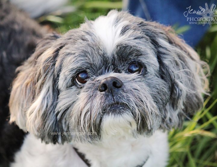 Take Better Photos of Your Dog | Tips from a Professional Pet Photographer
