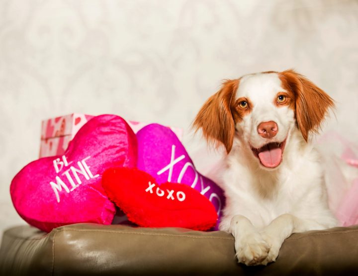 Pups and Kisses: Valentine's Day Pet Photo Sessions 2017 | Melissa, TX