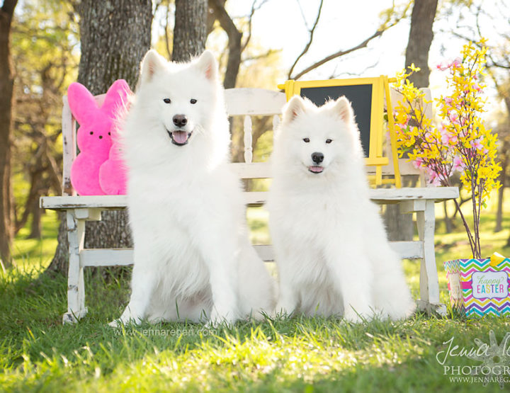Outdoor Easter/Spring Pet Photography Sessions | McKinney, TX