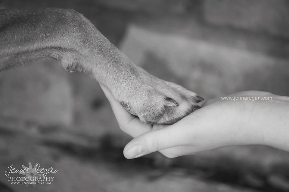 black and white photo of dog paw and hand frisco texas