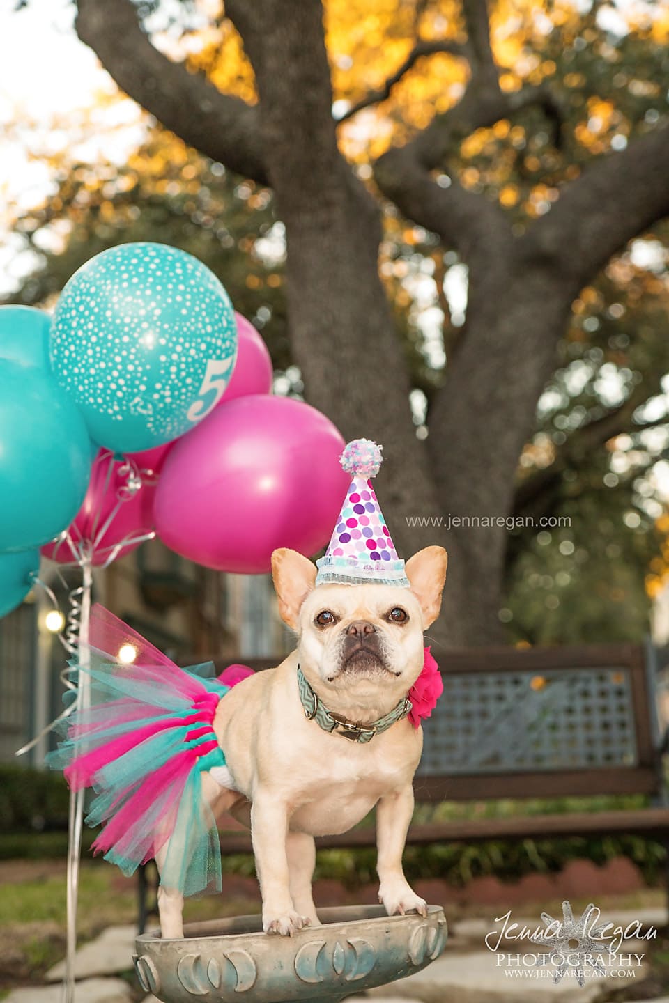 french bulldog celebrating birthday dallas texas