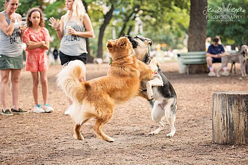 golden retriever and german shepherd playing at dog park in dallas texas