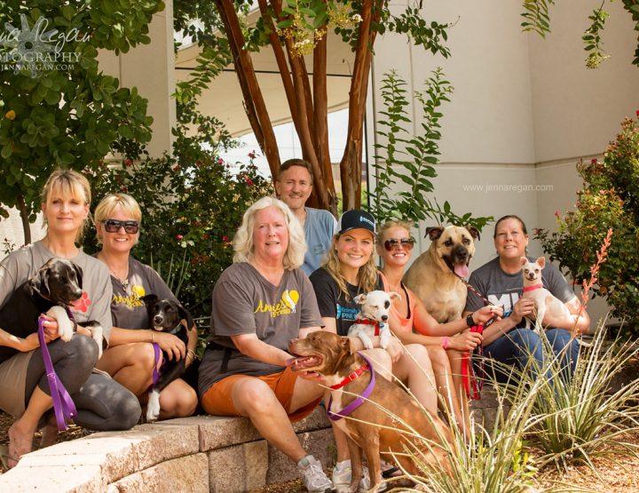 Dallas Dog Adoption Event | MISI | July 2017