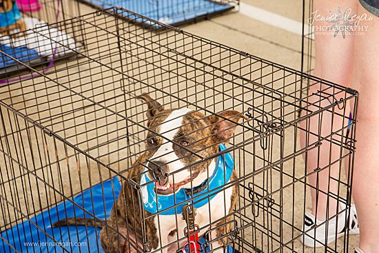 dallas dogrrr dog up for adoption at event