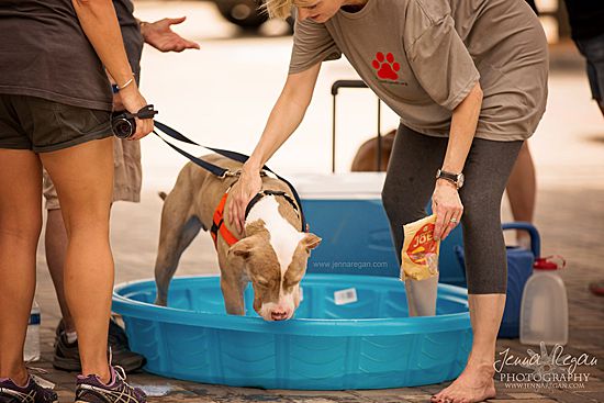 adoptable dog playing in kiddie pool at a july adoption event