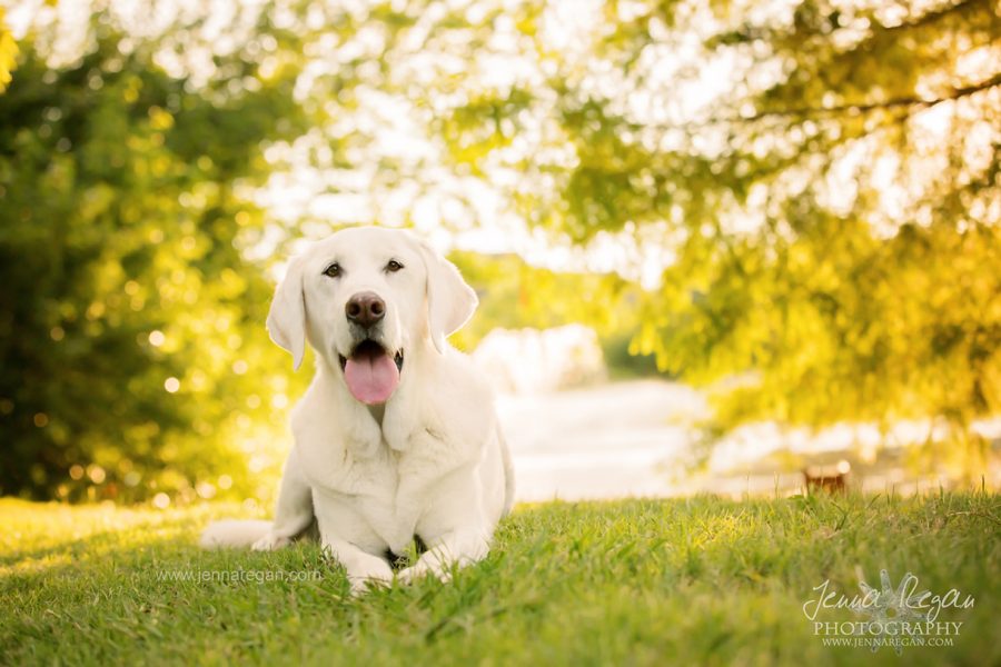 Toby's Legacy Photo Session | Senior Dog Photography | Fairview, TX