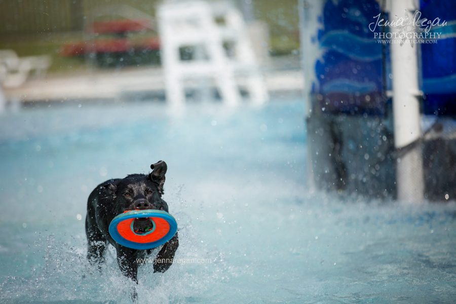 Doggie Paddle | Fort Worth Dog Event Photography