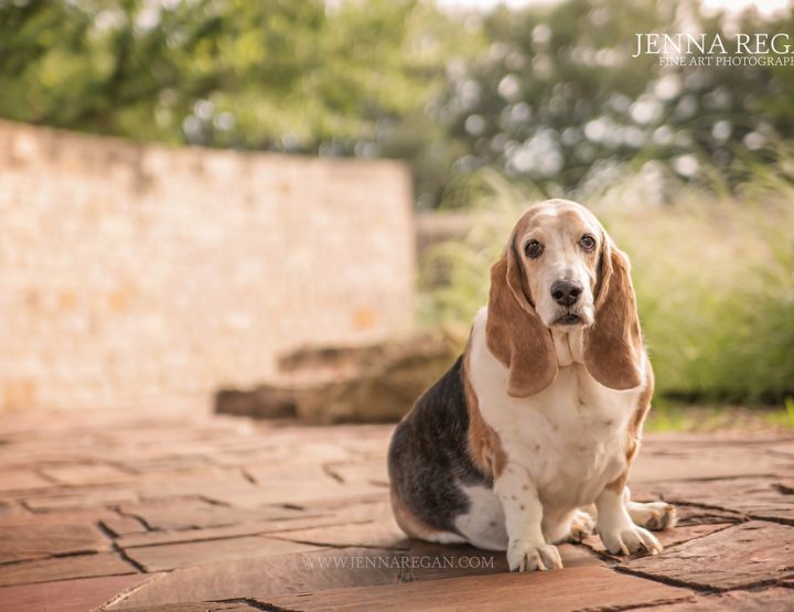 Daisy | Miss January | Lewisville Dog Photography | Basset Hound Rescue Calendar Project