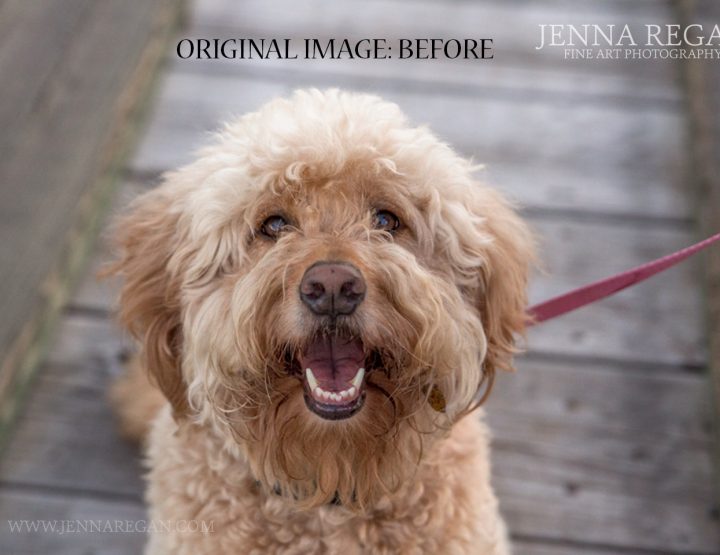 VIDEO BLOG: Dog Photography Before and After | Sophie | Goldendoodle from Dallas