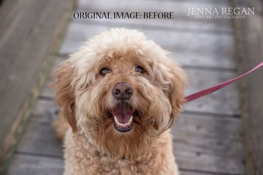 VIDEO BLOG: Dog Photography Before and After | Sophie | Goldendoodle from Dallas