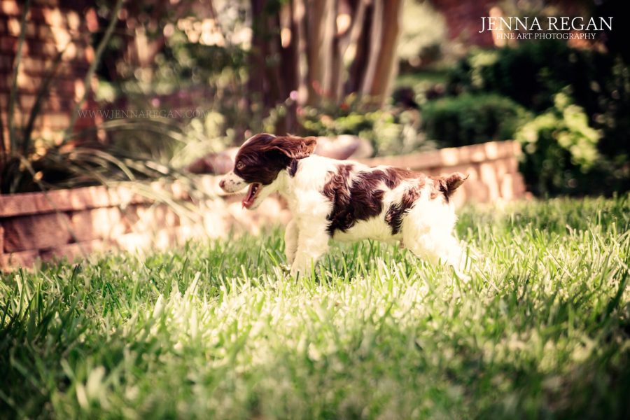 Happy National Puppy Day! | Behind the Scenes of a Puppy Photo Session | Arlington, TX