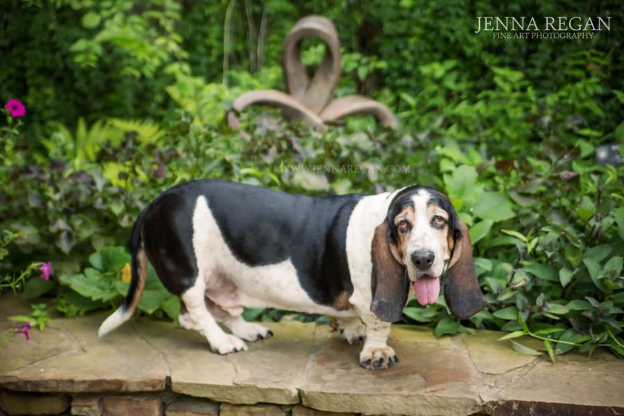 Fred | Mr. March | Fort Worth Dog Photography | Basset Hound Rescue Calendar Project