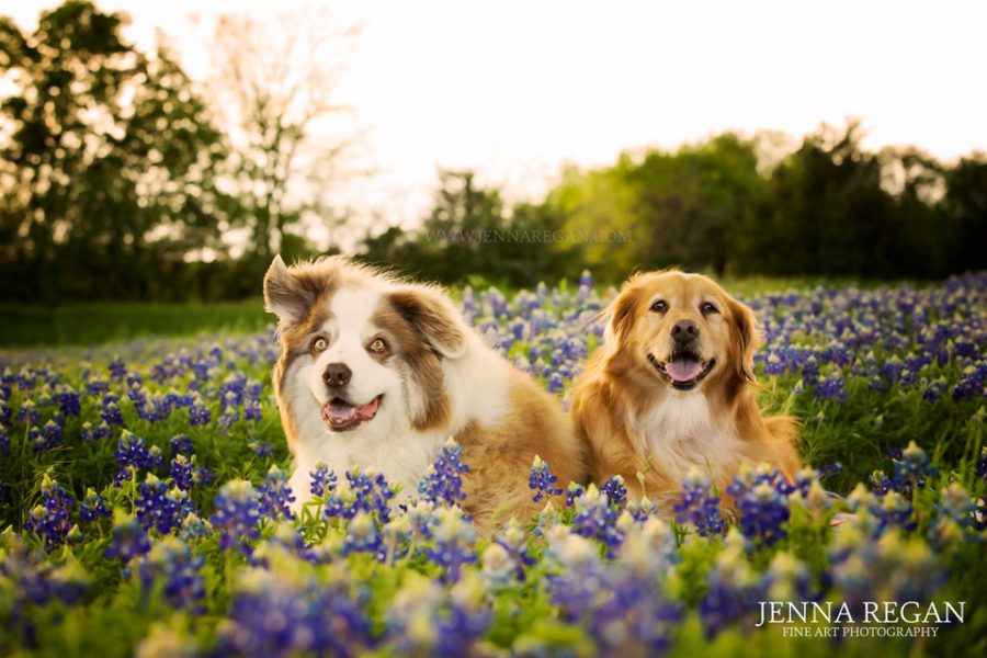 Dogs Photos in the Wildflowers: Something I Love About Spring and Summer in Dallas-Fort Worth
