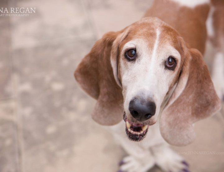Zoe | Miss May | Cedar Hill Dog Photography | Basset Hound Rescue Calendar Project