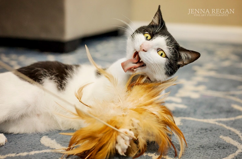 black and white cat playing with feather toy during photo shoot in home in dallas