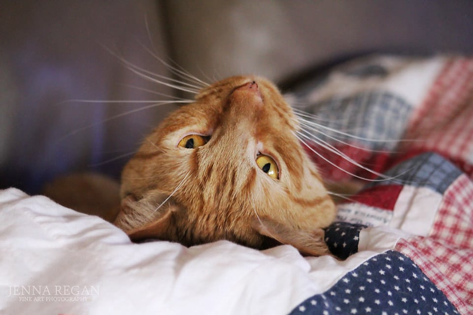 dallas-texas-cat-photo shoot indoors with orange cat