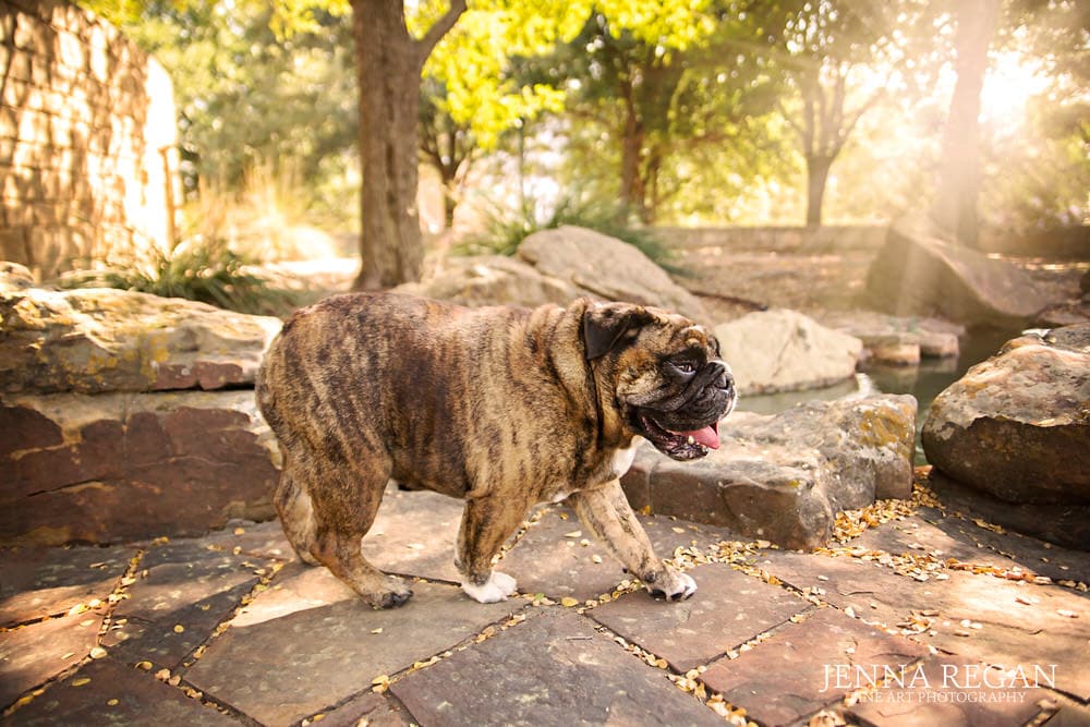 english bulldog walking across stone in sunlight at park in frisco texas