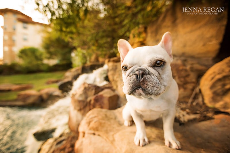 french bulldog photographed by waterfall- frisco pet photographer