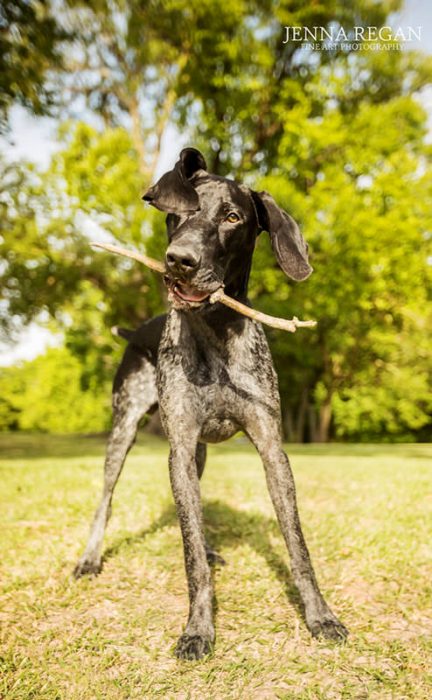 german shorthair pointer with stick in his mouth at park in mckinney texas- photographed by pet photographer jenna regan