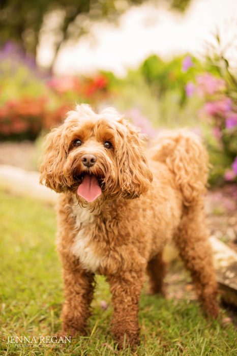 golden doodle dog photographed outdoors by beautiful flower gardens- mckinney texas- pet photographer photo shoot