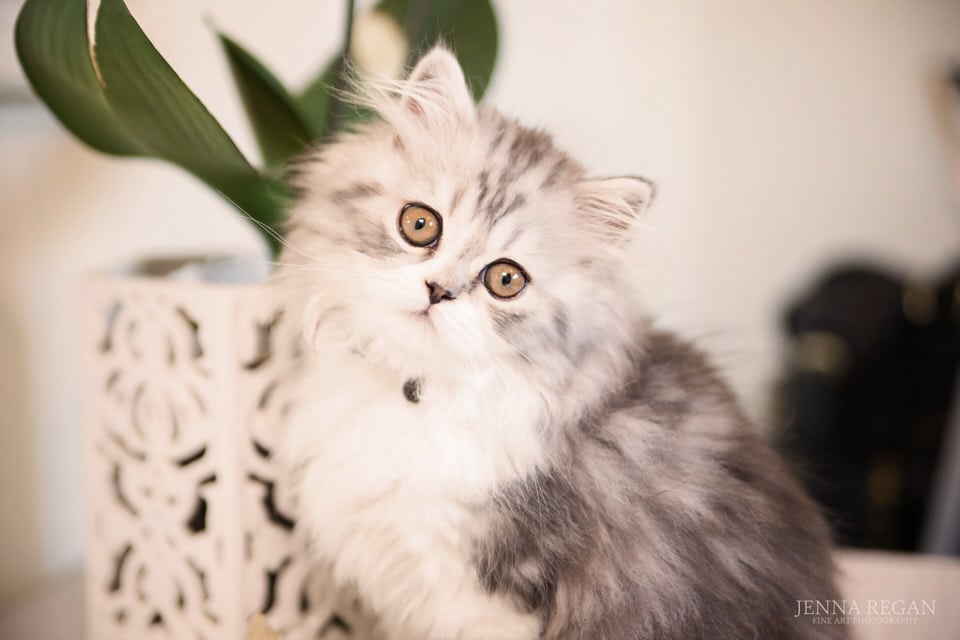 gray kitten posing for indoor pet photography session