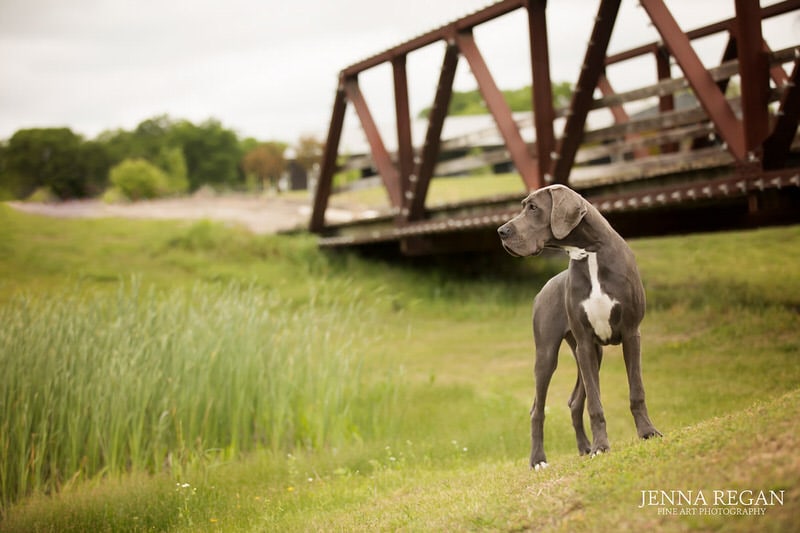 great dane gray blue puppy- photographed at park by mckinney pet photographer jenna regan