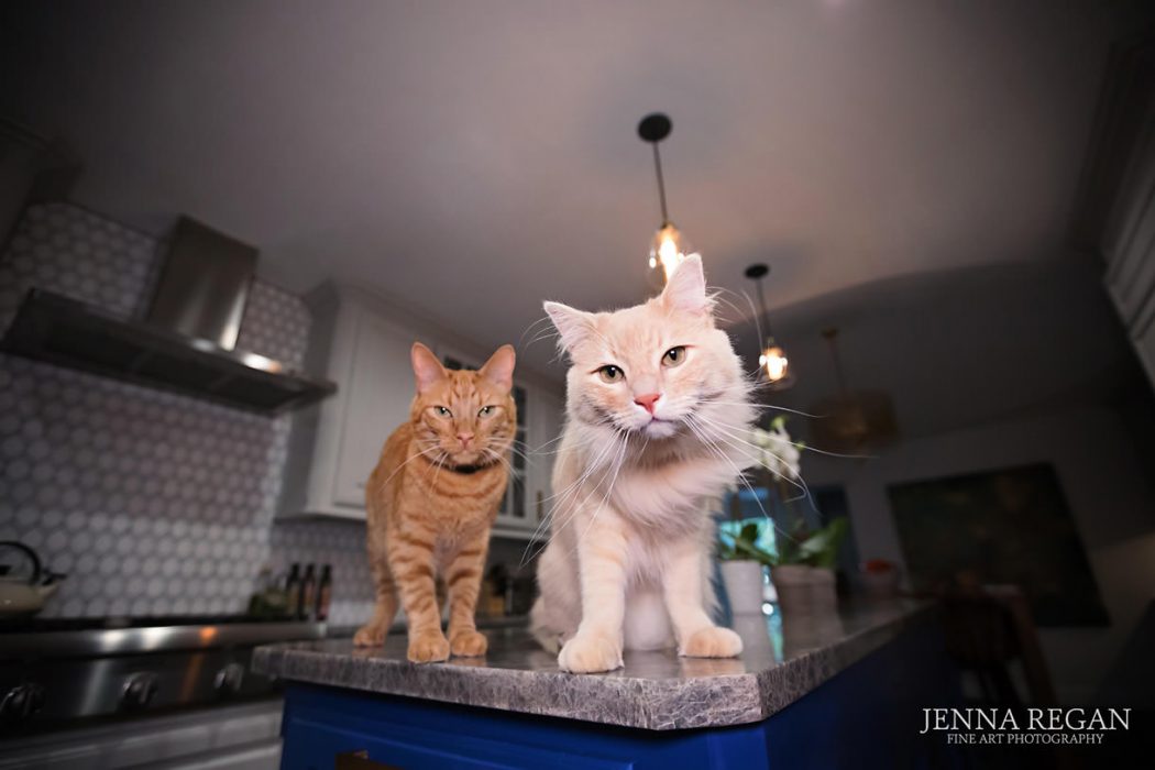 highland-park-cat-photo-session-in-home-dfw-pet-photographers
