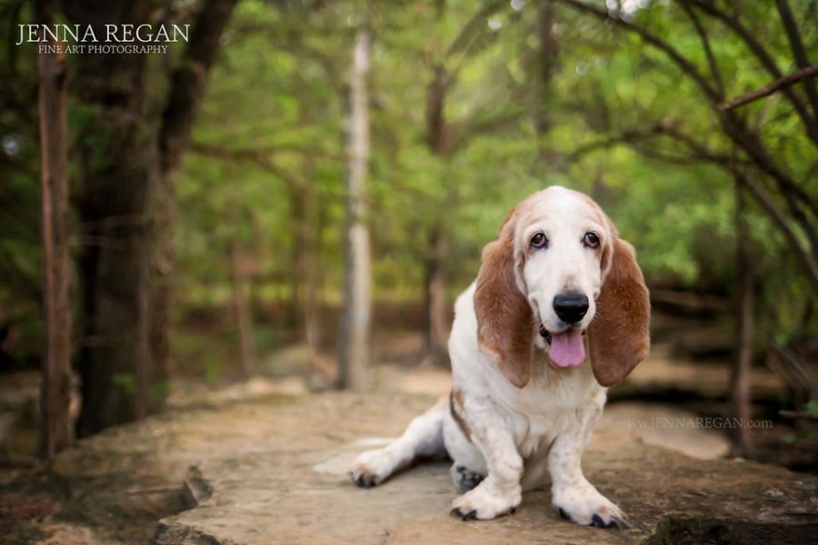 Honey Doo | Miss June | Flower Mound Dog Photography | Basset Hound Rescue Calendar Project