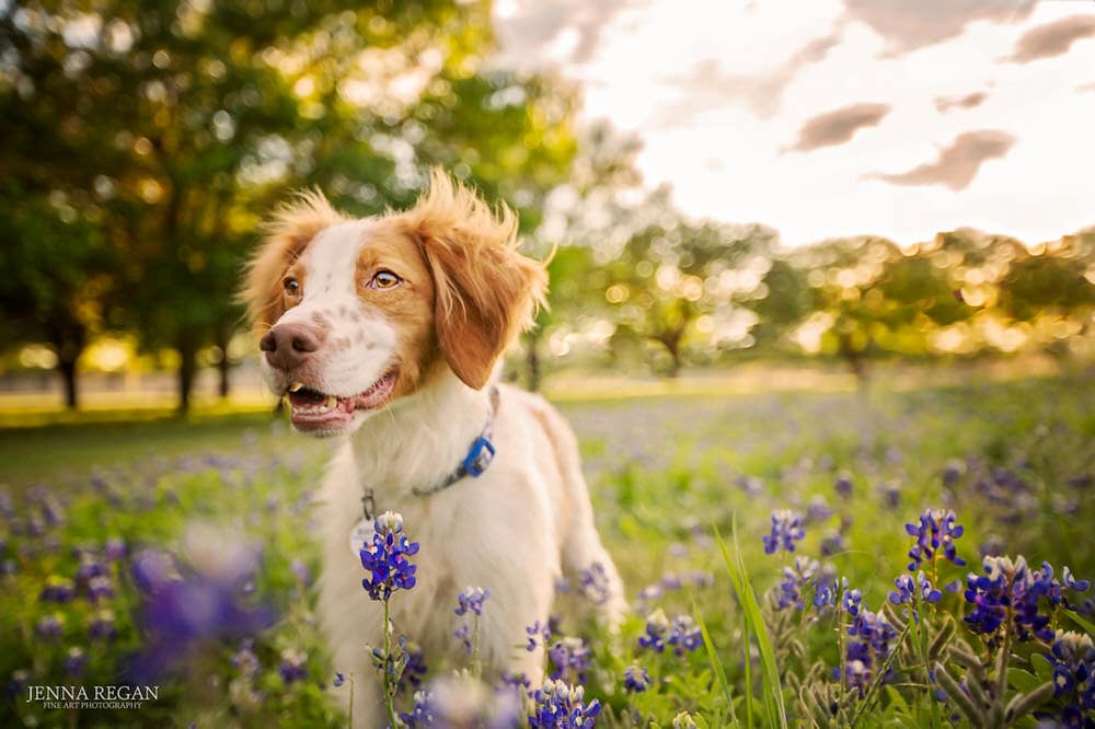 brittany spaniel dog in texas bluebonnet flowers during dog photo shoot with jenna regan pet photographer