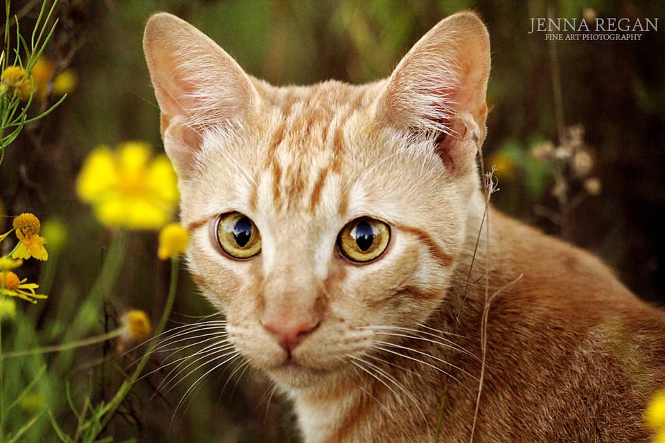 orange cat in wildflowers outdoors for photo shoot