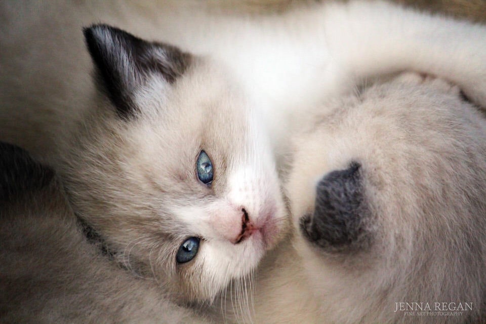 siamese kittens curled up together napping