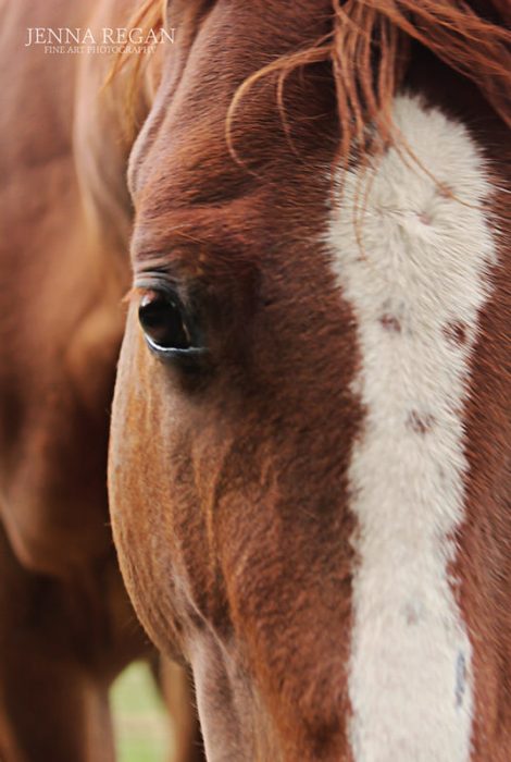sorrel horse-close up- equine photography- jenna regan
